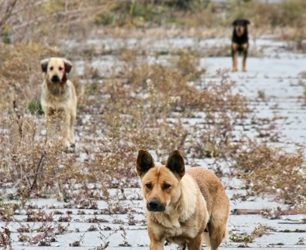 Gut-Check: Fifty Thousand Stray Dogs in Detroit?